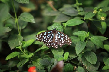 DPP_0007