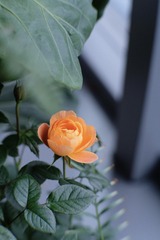 4E67724A-23CF-439F-8943-B87EF2C65BE8/L0/001