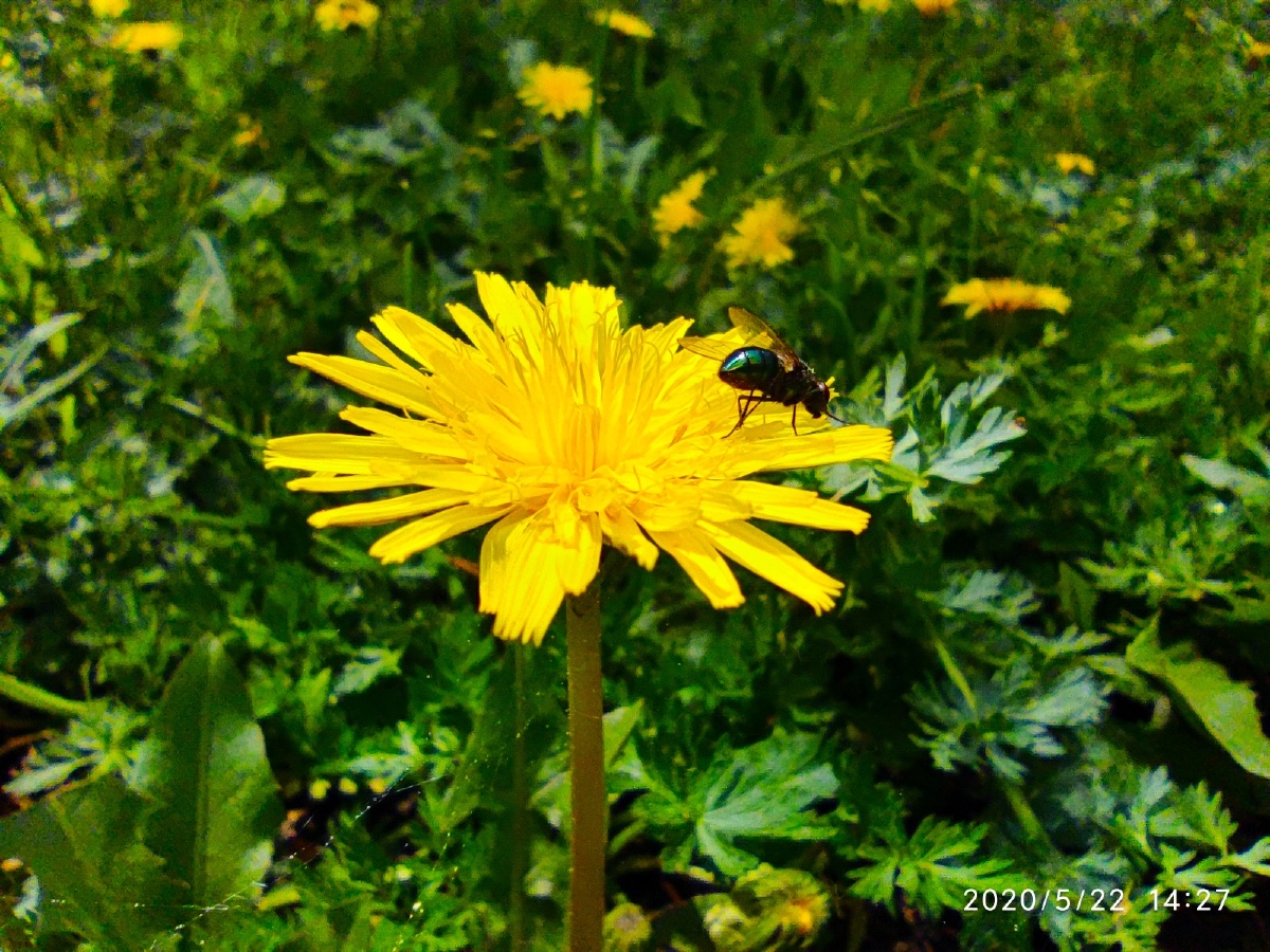 小米10微距路过的都是风景