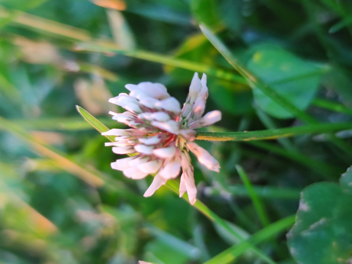小米10微距路过的都是风景
