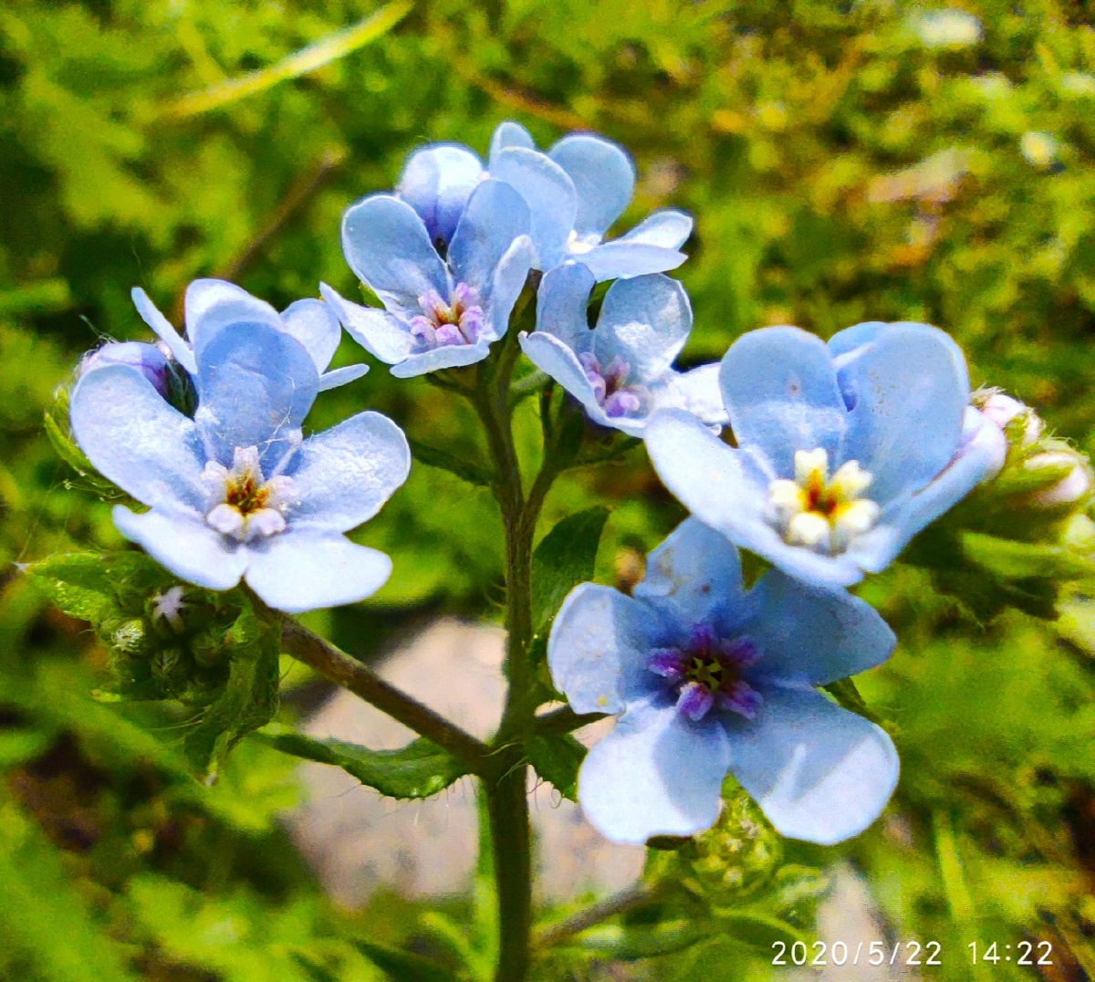 小米10微距路过的都是风景