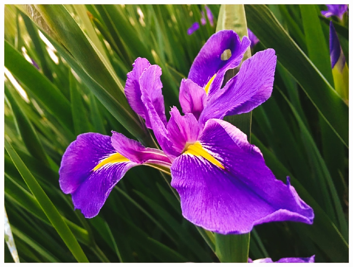 菖蒲又名花玉婵见其花避邪昌盛主富贵