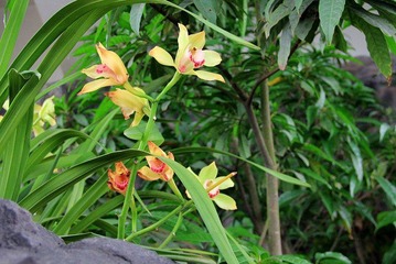 不知名话花