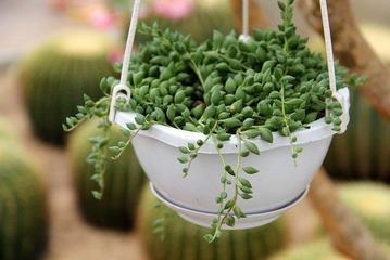 不知名植物