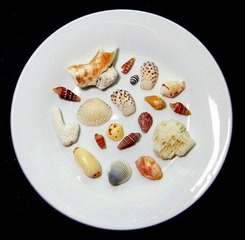 贝壳
