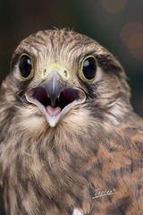 SEE