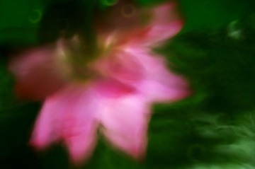 _AVI6729