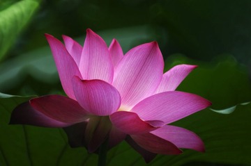 _AVI6732