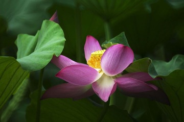 _AVI6744