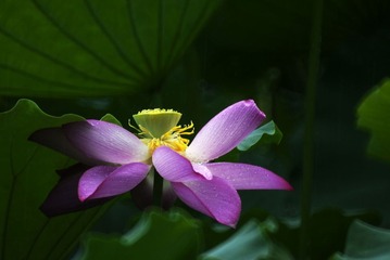 _AVI6767