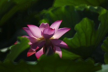 _AVI6835