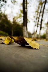 DSC_0408.jpg