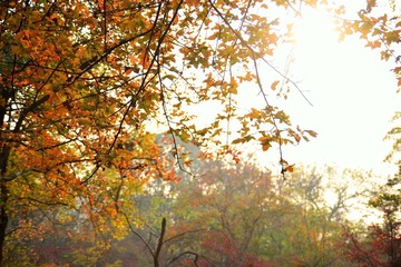 DSC_0243.jpg