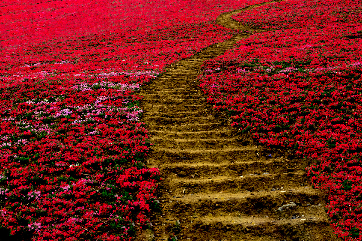 春天的歌花海芝樱花红花花丛    打开微信,使用"扫一扫"即可将网页