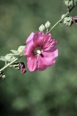 还是花