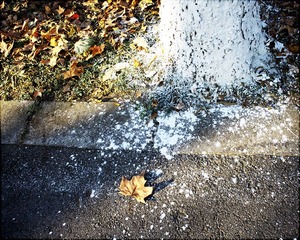IMG_2808.jpg