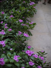 公司楼下的花