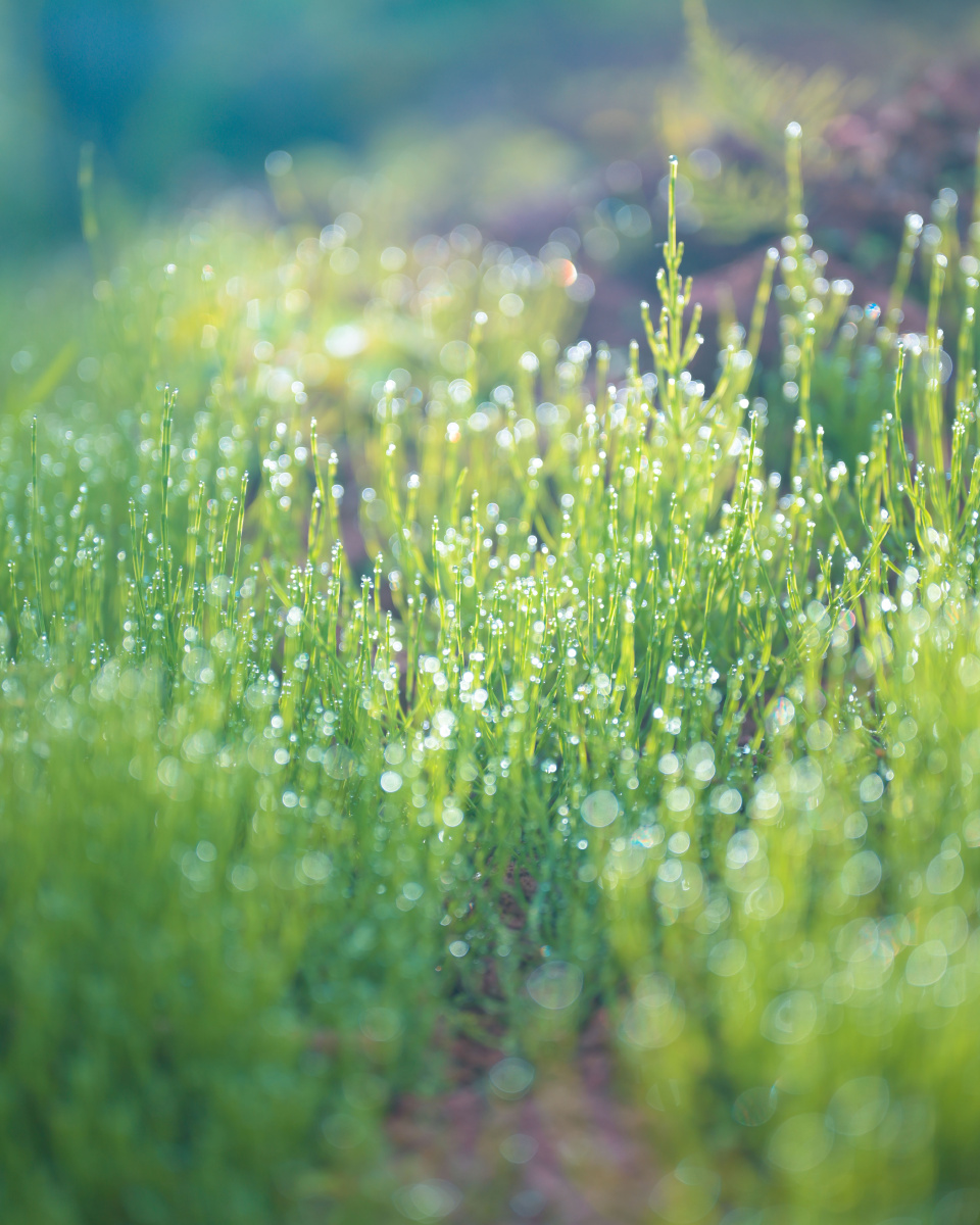 清晨朝阳下的露水