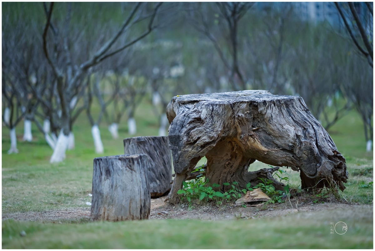枯木坐凳