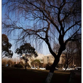 left_hand标为垂柳的图博 - left_hand - 图虫摄影网