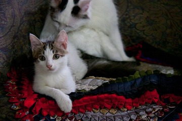 猫儿