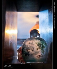 IMG_1654.jpg