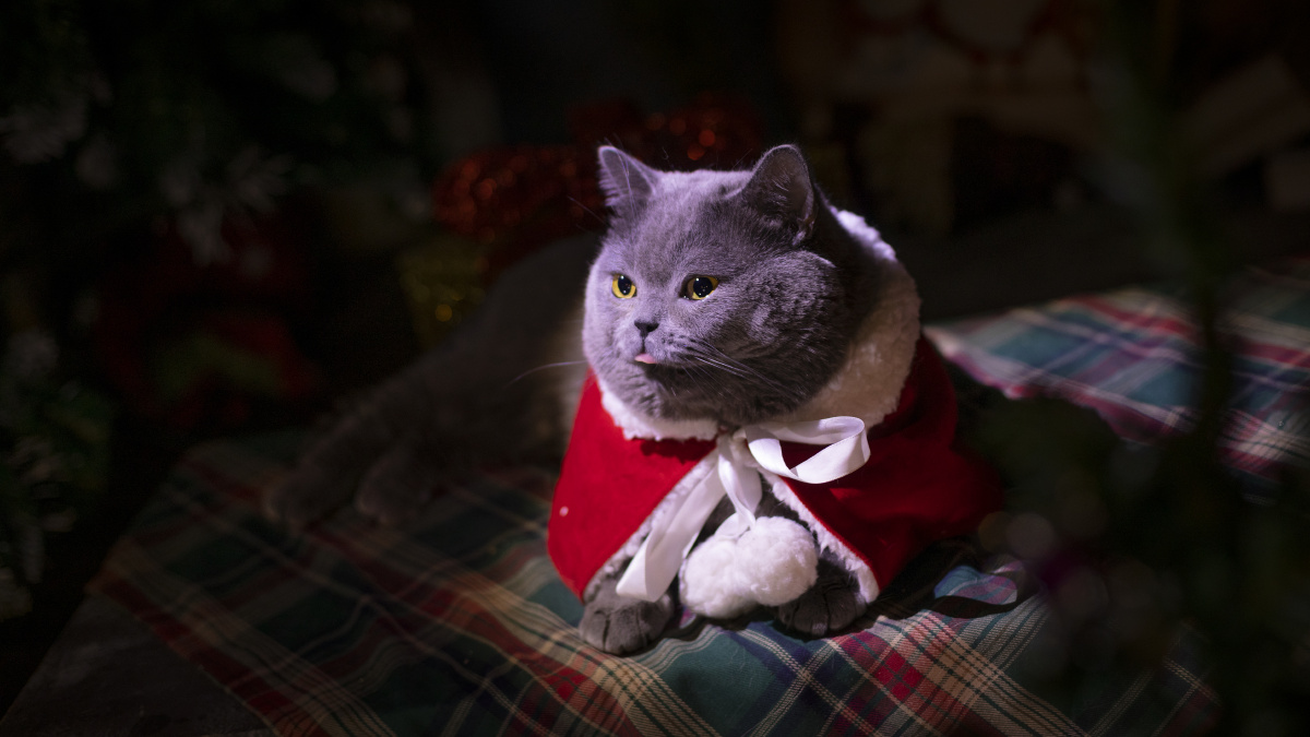 蓝猫内外景拍摄