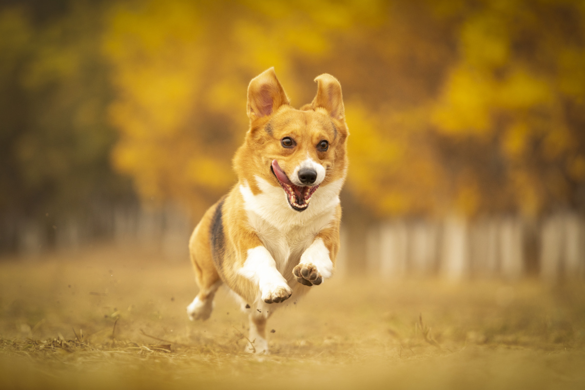 柯基户外秋景写真