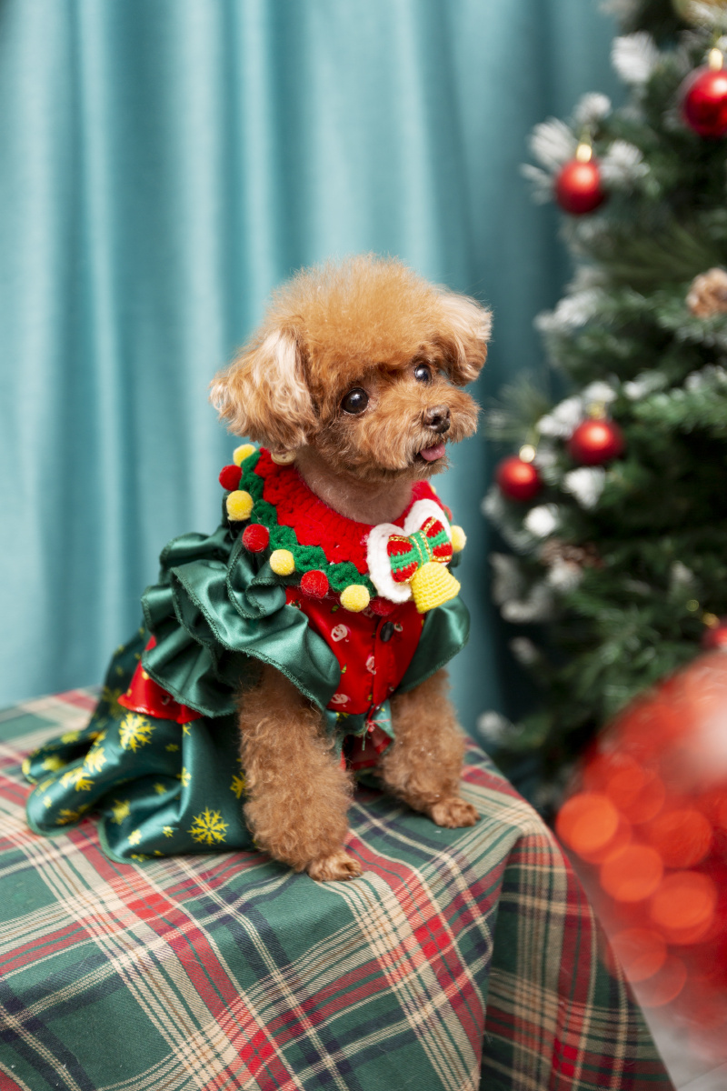 泰迪写真 - 微看宠物摄影 - 图虫