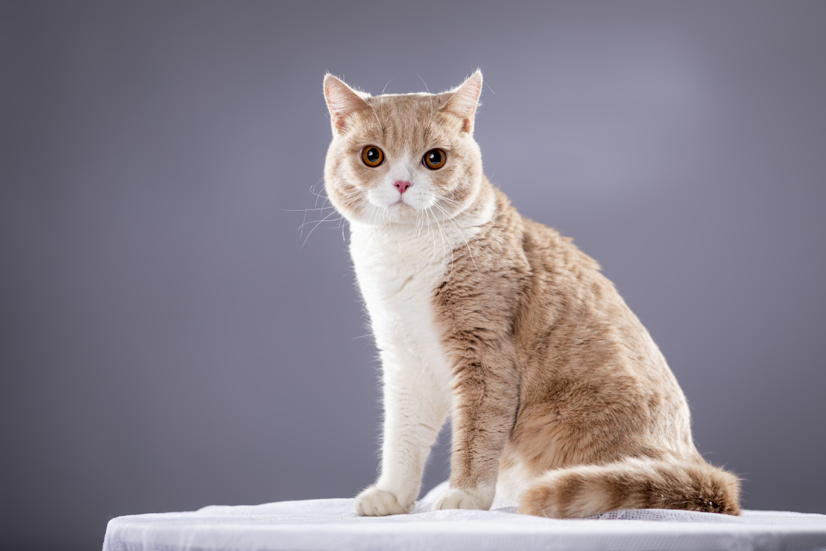 英短猫咪的室内写真 - 微看宠物摄影 - 图虫