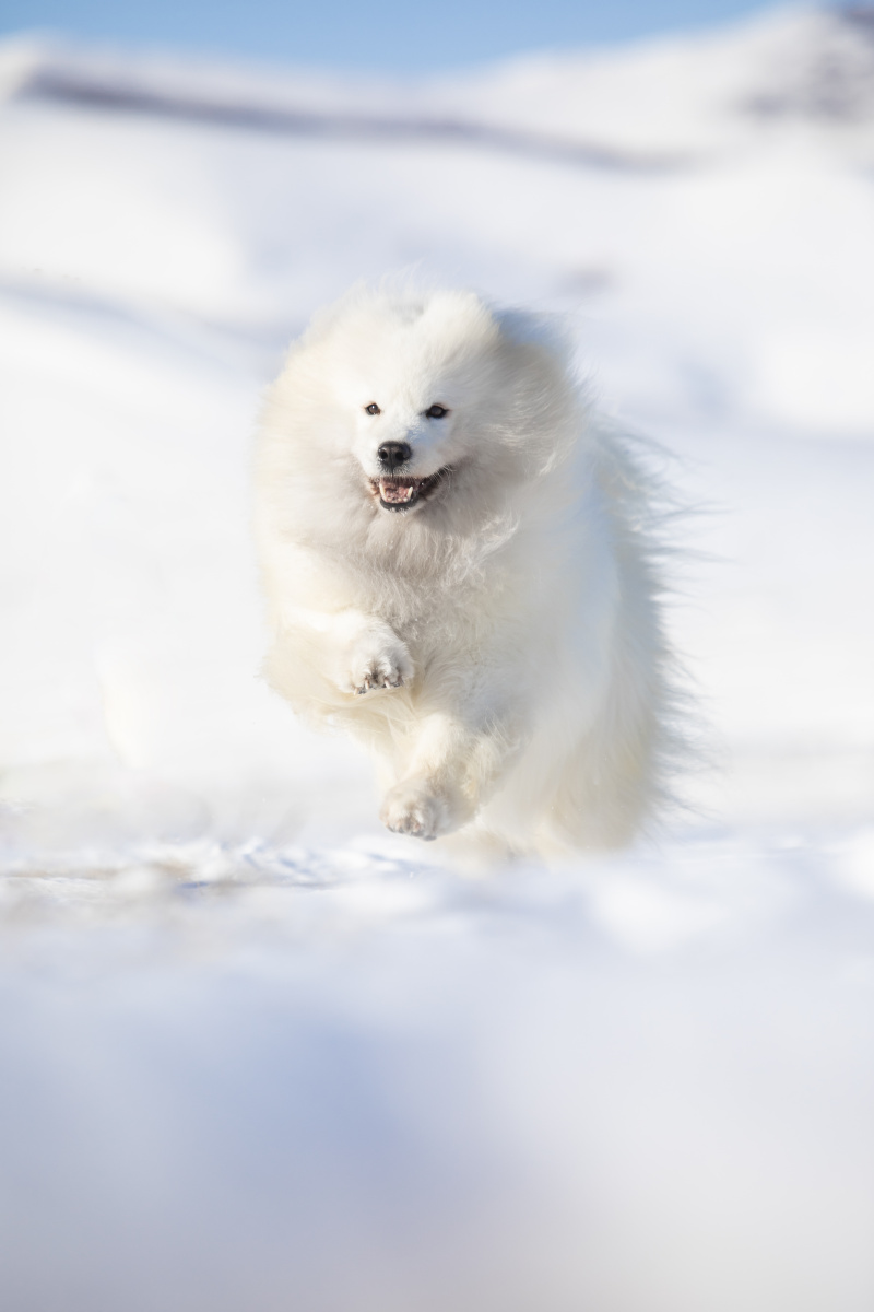 萨摩耶坝上雪景拍摄 - 微看宠物摄影 - 图虫