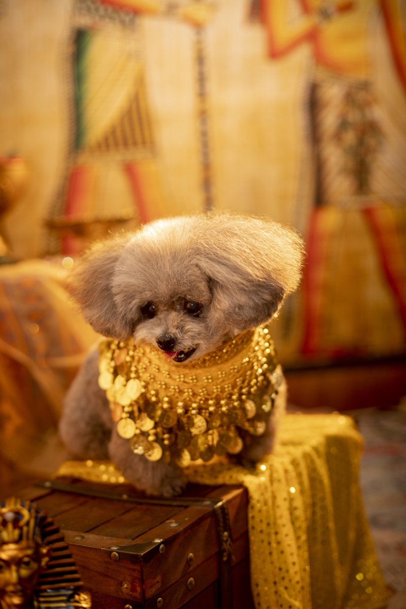 泰迪写真 - 微看宠物摄影 - 图虫