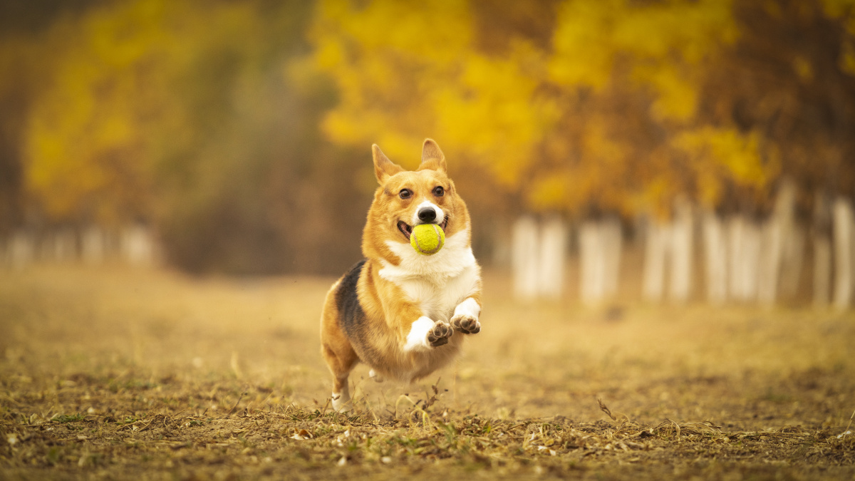 柯基户外秋景写真