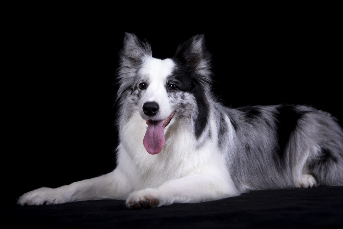 陨石边牧 - 微看宠物摄影 - 图虫