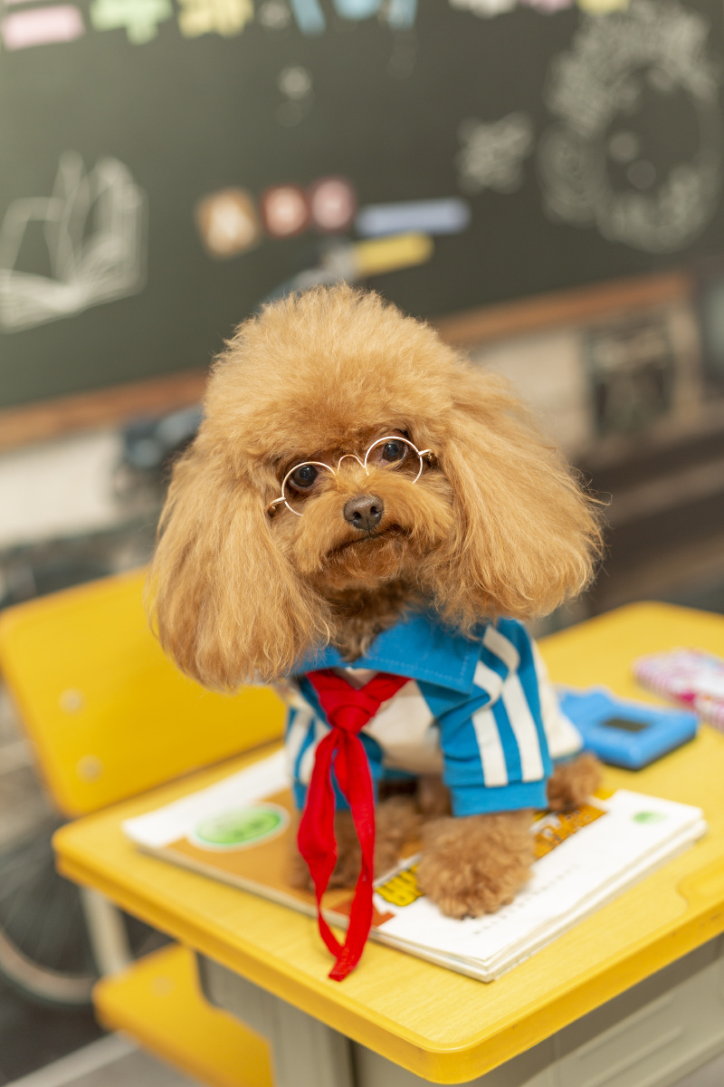 泰迪- 微看宠物摄影 - 图虫