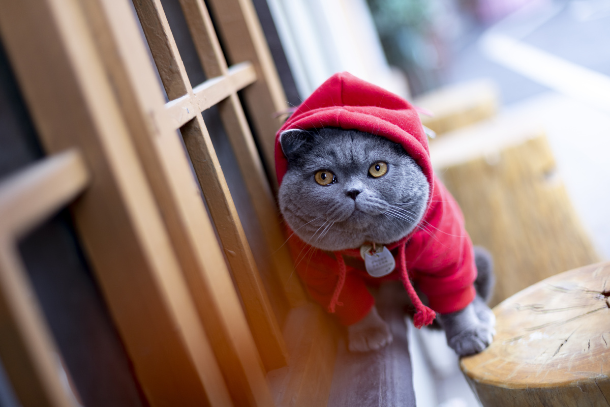 蓝猫基地写真 - 微看宠物摄影 - 图虫