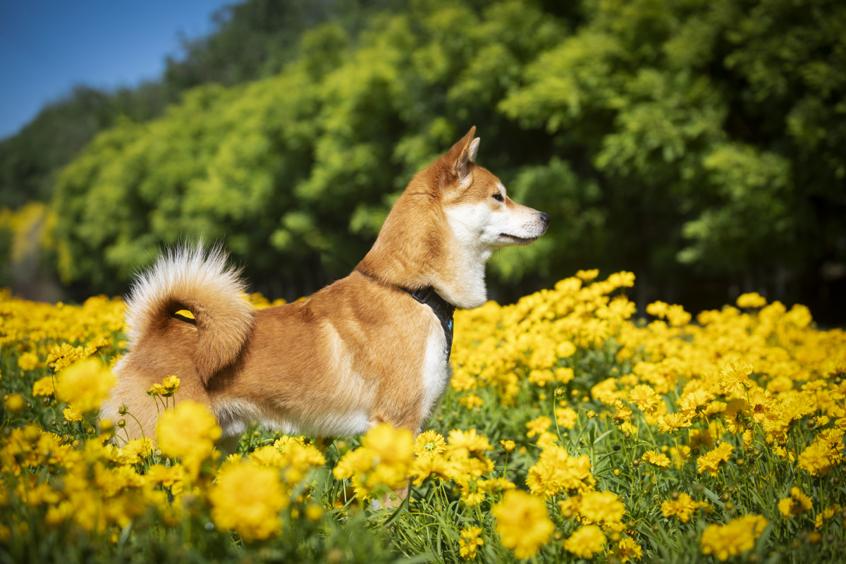 两只柴犬的户外写真