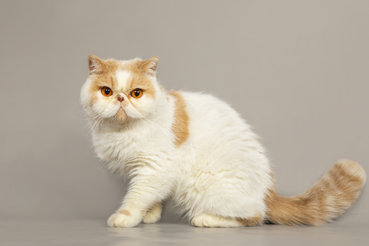 加菲猫室内写真