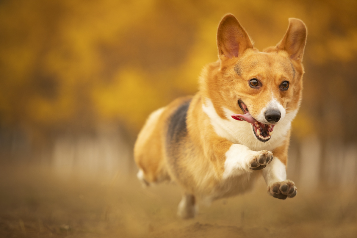 柯基户外秋景写真