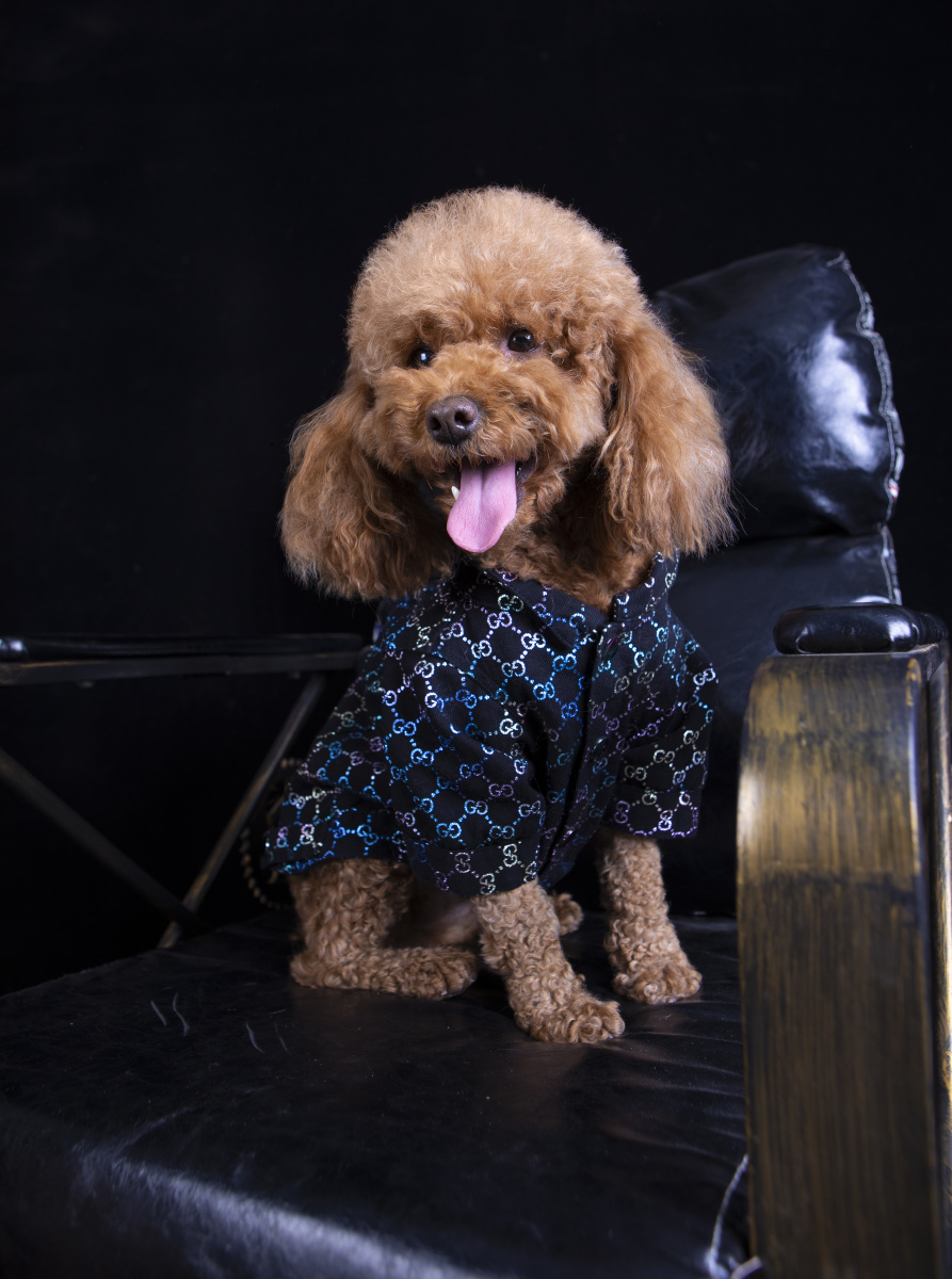 一起来拍照的泰迪和吉娃娃