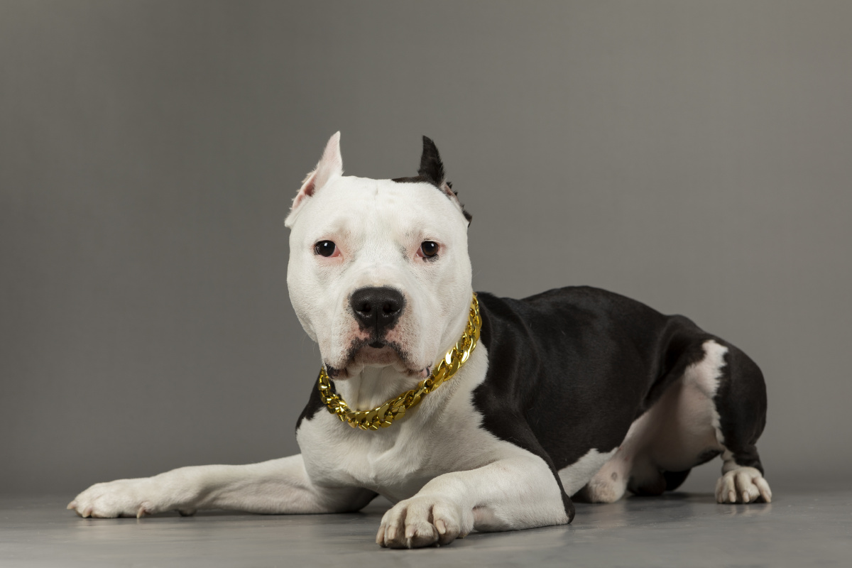 斯塔福纯色写真