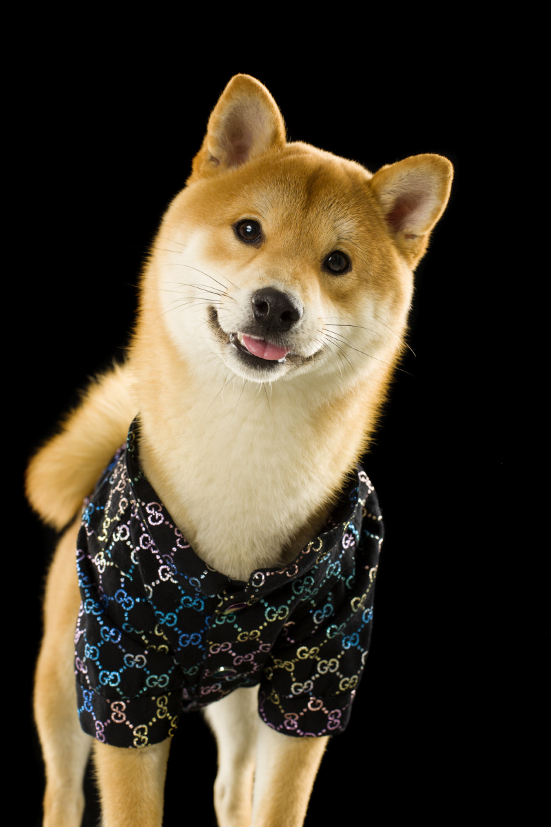 柴犬- 微看宠物摄影 - 图虫