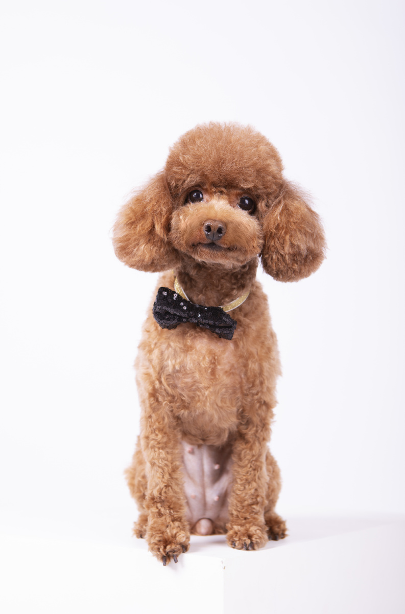 泰迪- 微看宠物摄影 - 图虫