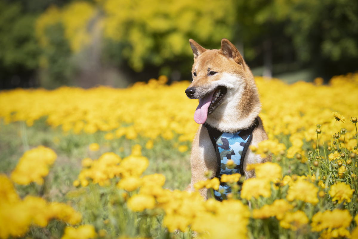 两只柴犬的户外写真