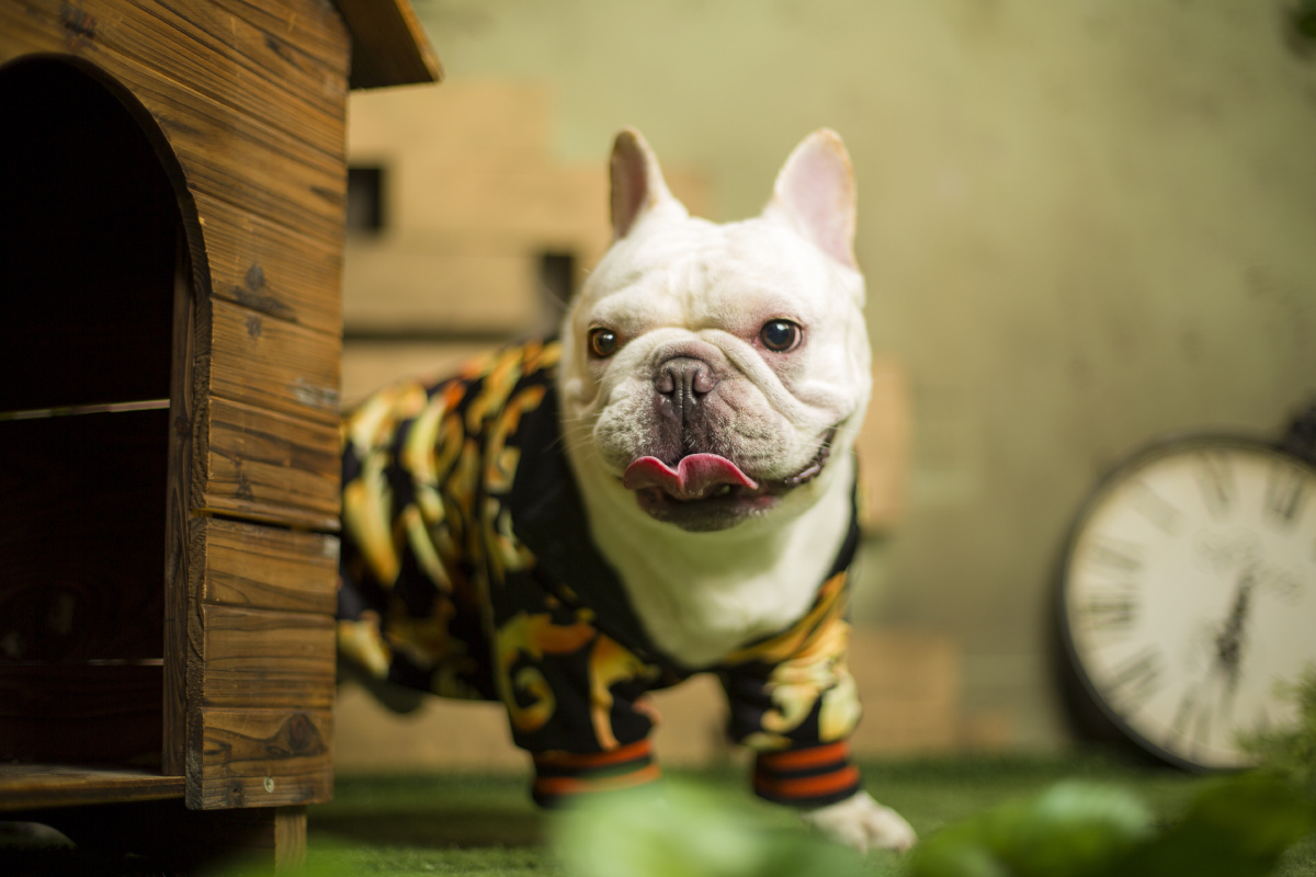 法牛- 微看宠物摄影 - 图虫