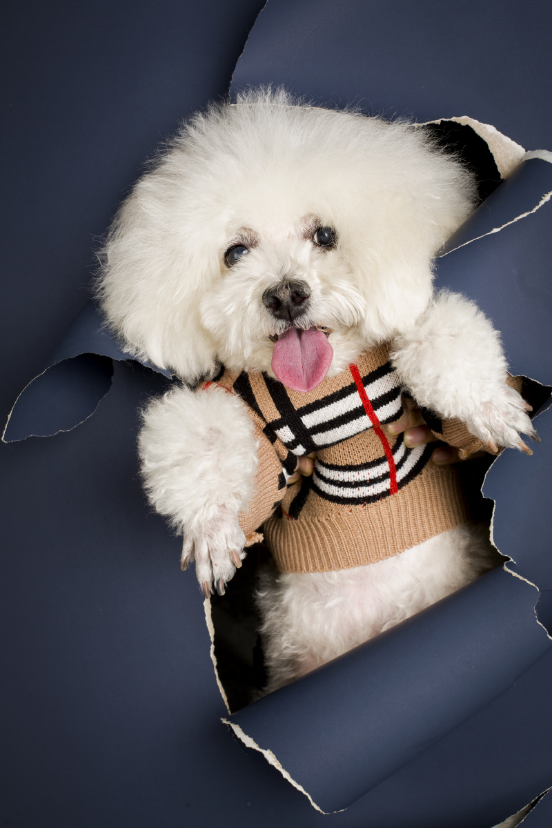 泰迪- 微看宠物摄影 - 图虫