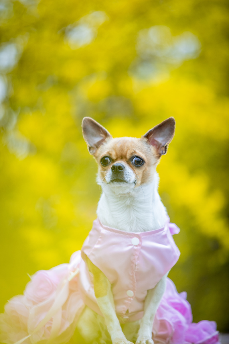 吉娃娃豆豆 - 微看宠物摄影 - 图虫