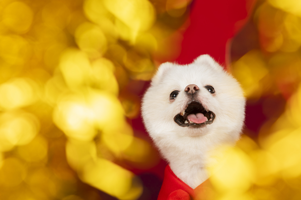 博美尼莫新年写真