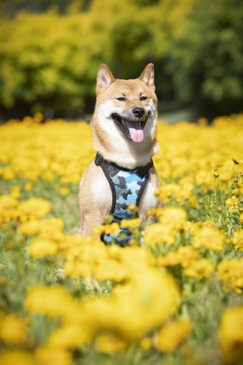 两只柴犬的户外写真