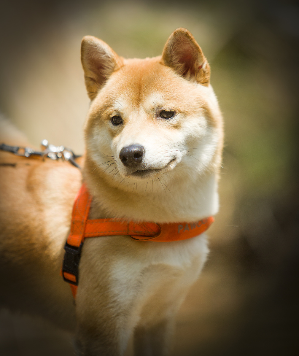 柴犬- 微看宠物摄影 - 图虫